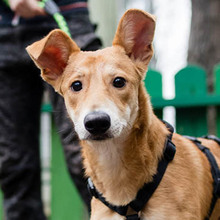 BAMBI, Hund, Mischlingshund in Rumänien - Bild 1