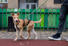 BAMBI, Hund, Mischlingshund in Rumänien - Bild 11