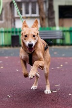 BAMBI, Hund, Mischlingshund in Rumänien - Bild 12