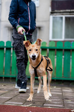 BAMBI, Hund, Mischlingshund in Rumänien - Bild 14