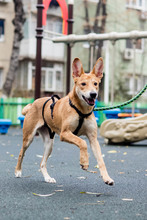 BAMBI, Hund, Mischlingshund in Rumänien - Bild 15