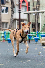 BAMBI, Hund, Mischlingshund in Rumänien - Bild 16