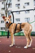 BAMBI, Hund, Mischlingshund in Rumänien - Bild 18