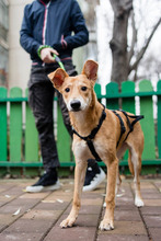 BAMBI, Hund, Mischlingshund in Rumänien - Bild 19