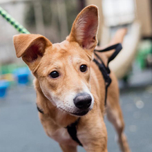 BAMBI, Hund, Mischlingshund in Rumänien - Bild 2