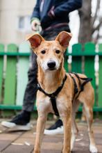 BAMBI, Hund, Mischlingshund in Rumänien - Bild 20