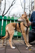 BAMBI, Hund, Mischlingshund in Rumänien - Bild 4