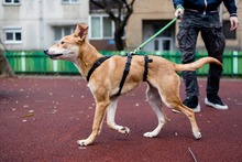 BAMBI, Hund, Mischlingshund in Rumänien - Bild 7