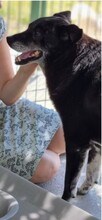 PAPS, Hund, Mischlingshund in Rumänien - Bild 5