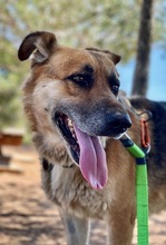 TORY, Hund, Deutscher Schäferhund in Spanien - Bild 1