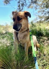 TORY, Hund, Deutscher Schäferhund in Spanien - Bild 3