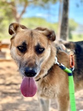 TORY, Hund, Deutscher Schäferhund in Spanien - Bild 4