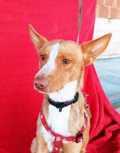 GANDALF, Hund, Podenco Andaluz in Spanien - Bild 1