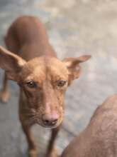 CAROL, Hund, Podenco in Spanien - Bild 1