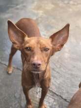 CAROL, Hund, Podenco in Spanien - Bild 2