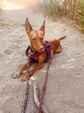 CAROL, Hund, Podenco in Spanien - Bild 3