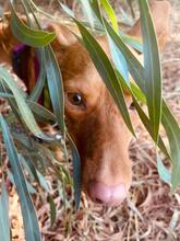 CAROL, Hund, Podenco in Spanien - Bild 5