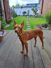 CAROL, Hund, Podenco in Duisburg - Bild 1