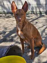 CAROL, Hund, Podenco in Duisburg - Bild 10