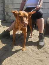 CAROL, Hund, Podenco in Duisburg - Bild 12