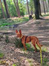 CAROL, Hund, Podenco in Duisburg - Bild 2