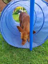 CAROL, Hund, Podenco in Duisburg - Bild 3