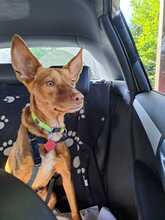 CAROL, Hund, Podenco in Duisburg - Bild 4