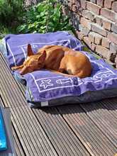 CAROL, Hund, Podenco in Duisburg - Bild 6