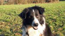 CORALEE, Hund, Border Collie in Wuppertal - Bild 1