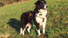 CORALEE, Hund, Border Collie in Wuppertal - Bild 2