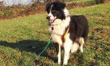 CORALEE, Hund, Border Collie in Wuppertal - Bild 3