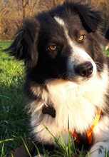 CORALEE, Hund, Border Collie in Wuppertal - Bild 4