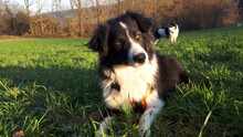 CORALEE, Hund, Border Collie in Wuppertal - Bild 5