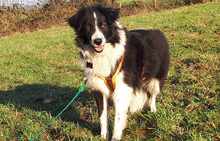 CORALEE, Hund, Border Collie in Wuppertal - Bild 6