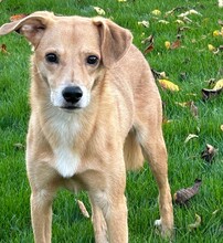 CARLOS, Hund, Mischlingshund in Lörzweiler - Bild 4