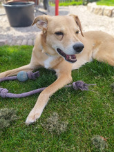 CARLOS, Hund, Mischlingshund in Lörzweiler - Bild 6