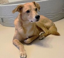 CARLOS, Katze, Mischlingshund in Lörzweiler - Bild 1