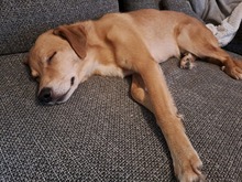 CARLOS, Katze, Mischlingshund in Lörzweiler - Bild 2