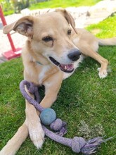 CARLOS, Katze, Mischlingshund in Lörzweiler - Bild 3