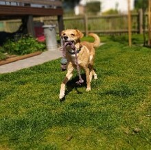 CARLOS, Katze, Mischlingshund in Lörzweiler - Bild 4