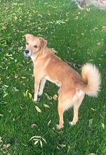 CARLOS, Katze, Mischlingshund in Lörzweiler - Bild 5
