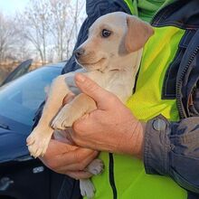 JOSCHI, Hund, Labrador Retriever-Mix in Ungarn - Bild 3