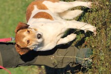 TRIANA, Hund, Mischlingshund in Lohra-Reimershausen - Bild 1