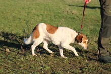 TRIANA, Hund, Mischlingshund in Lohra-Reimershausen - Bild 5