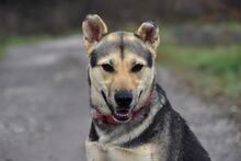 ARWEN, Hund, Mischlingshund in Slowakische Republik - Bild 1