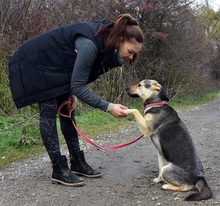 ARWEN, Hund, Mischlingshund in Slowakische Republik - Bild 10