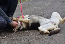 ARWEN, Hund, Mischlingshund in Slowakische Republik - Bild 12