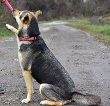 ARWEN, Hund, Mischlingshund in Slowakische Republik - Bild 13