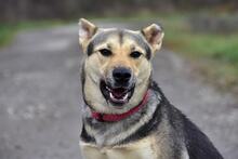 ARWEN, Hund, Mischlingshund in Slowakische Republik - Bild 14