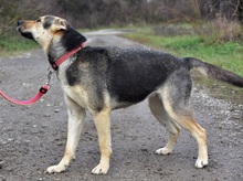 ARWEN, Hund, Mischlingshund in Slowakische Republik - Bild 15